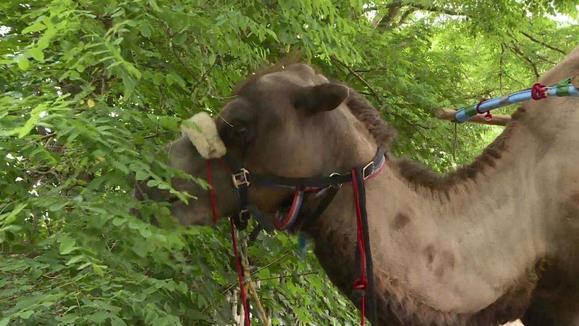 German village surprised by camel as duo hike from Poland to France with animal companion