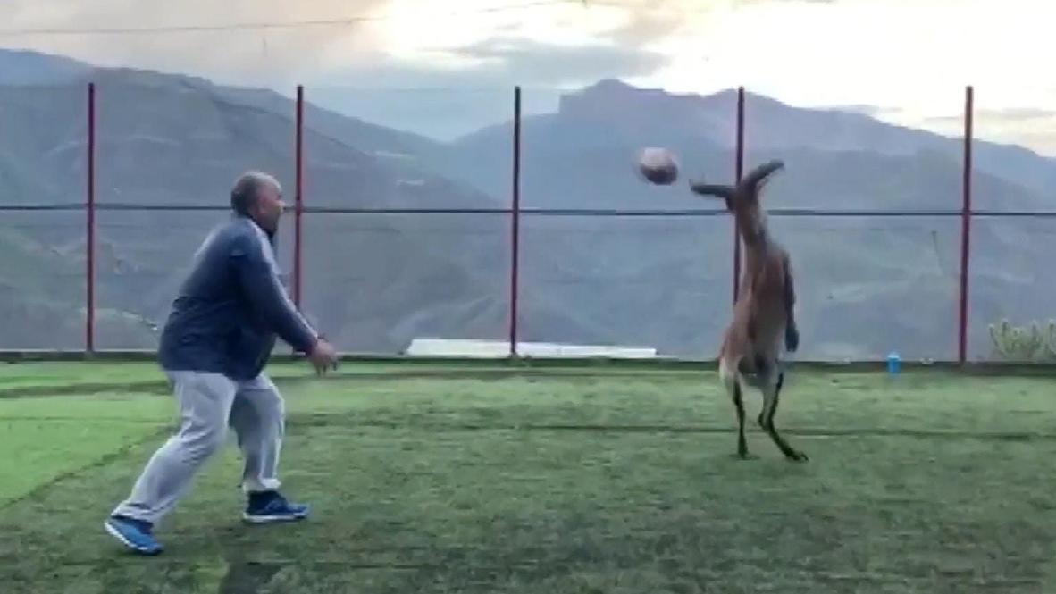 لاعب من نوع آخر.. وعل قوقازي يتدرب بمهارة مع لاعبات فريق الرغبي في داغستان