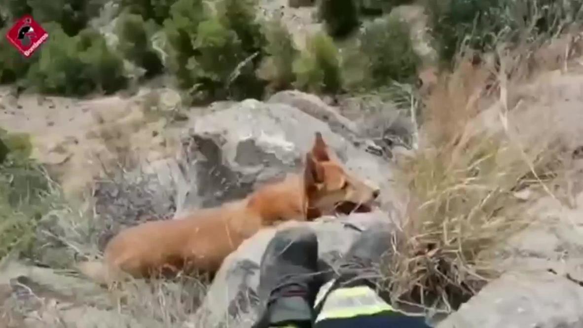 España: Bomberos rescatan a un perro en un acantilado de Alicante