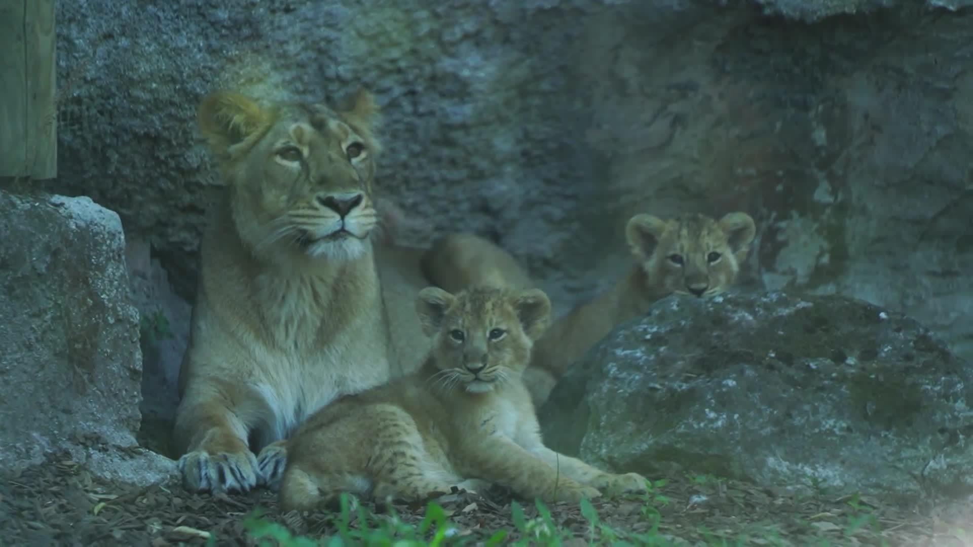 Italy Tenweekold lion cubs make debut at Rome zoo Video Ruptly