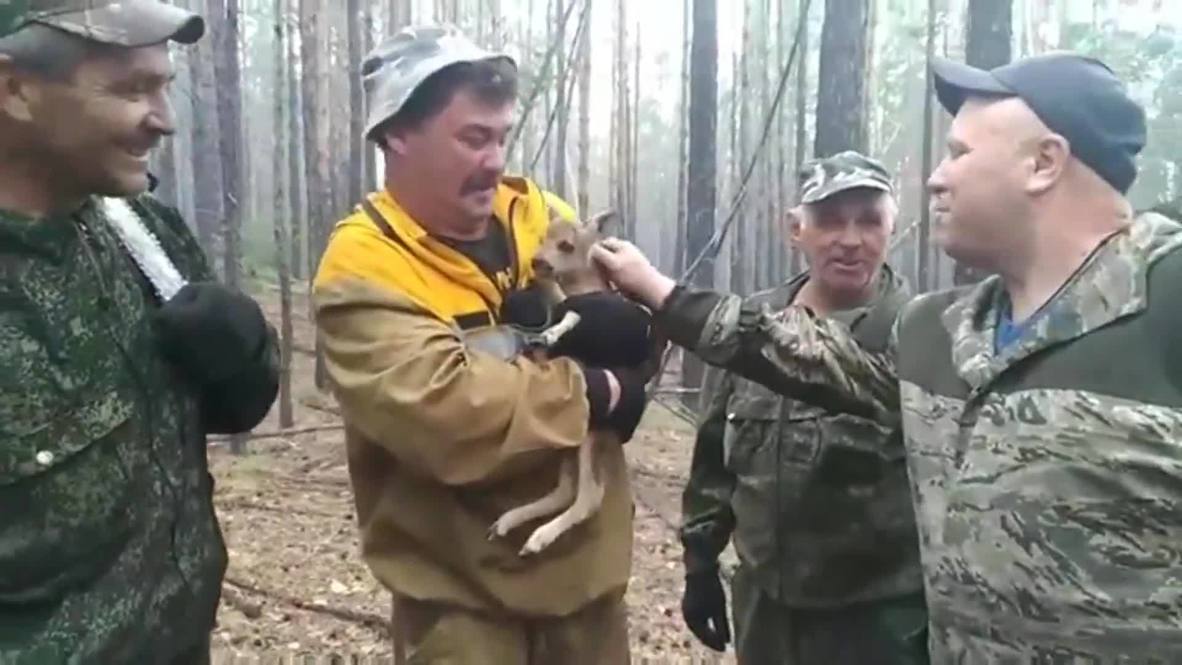 Россия: Бурятский Бэмби. Лесники вынесли детеныша косули из огня
