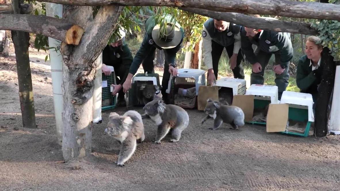 Koalas regresan a casa después de los devastadores incendios forestales en Australia