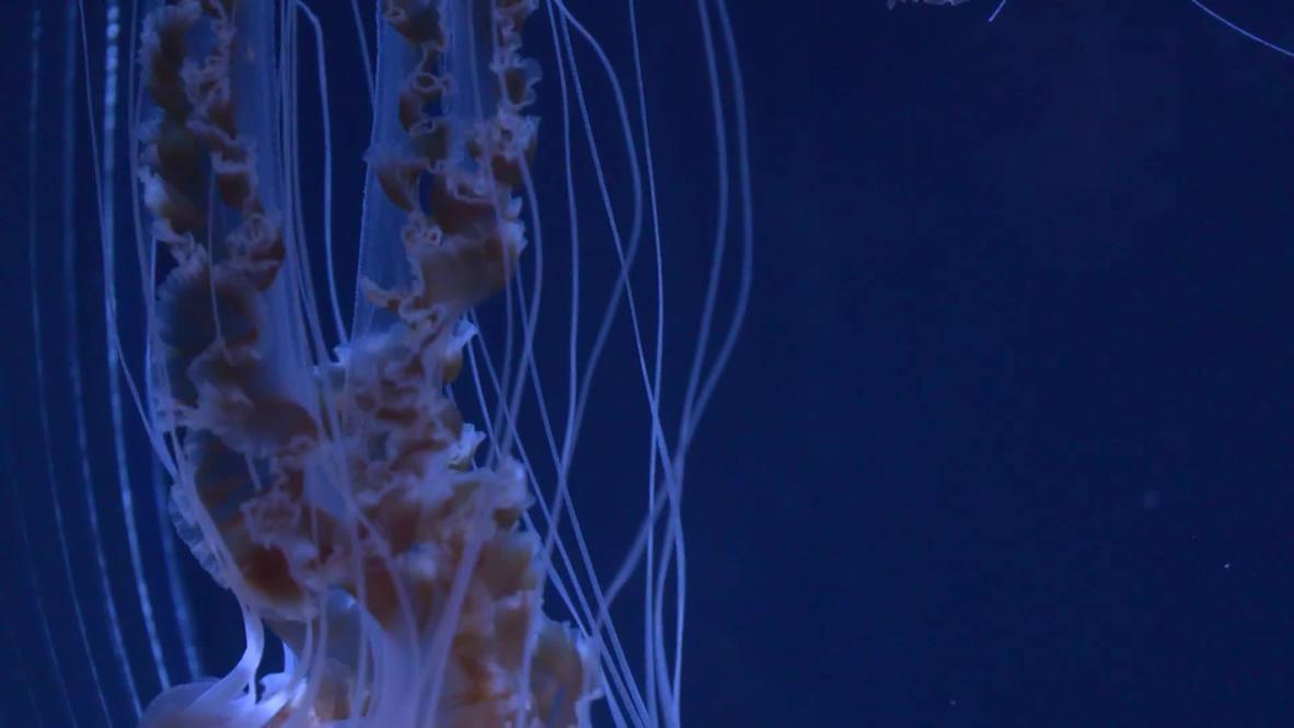 Japón: Acuario de Tokio se reabre con un estanque de medusas que promete atraer a más visitantes