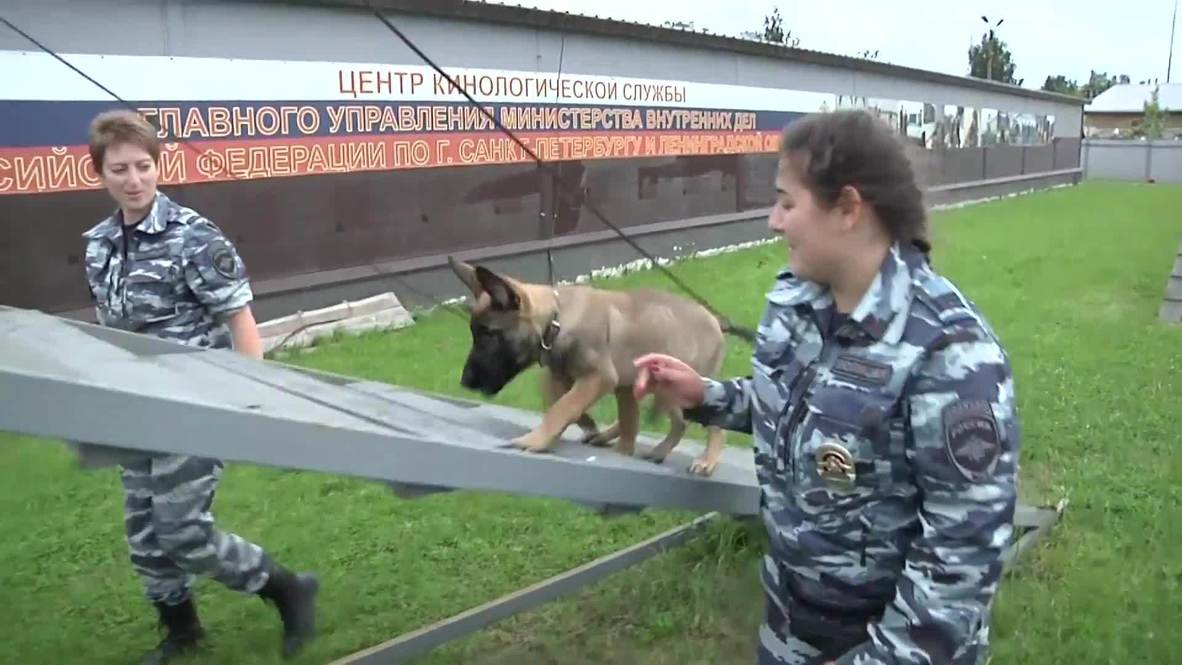 Храбрым щенкам все по зубам! Кинологический центр Петербурга показал хвостатых новобранцев