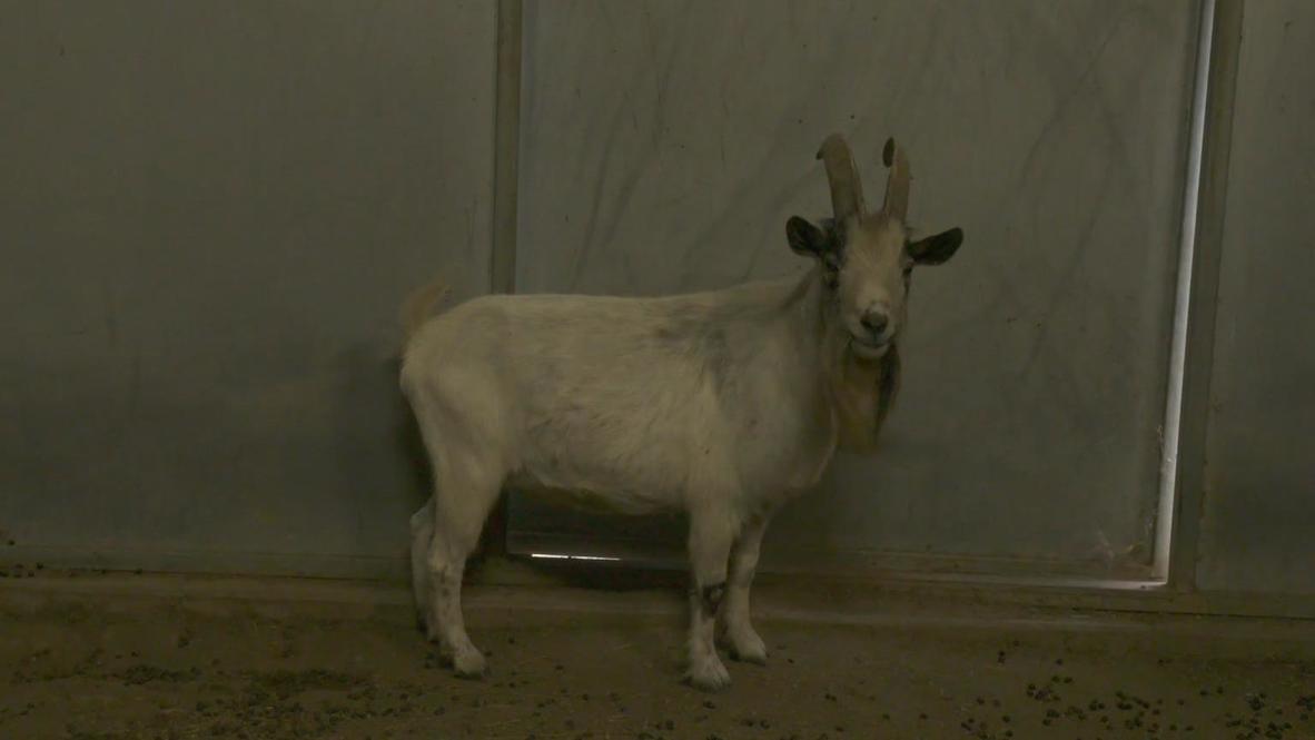 USA: San Jacinto shelter becomes safe haven for animals as wildfires rage in California