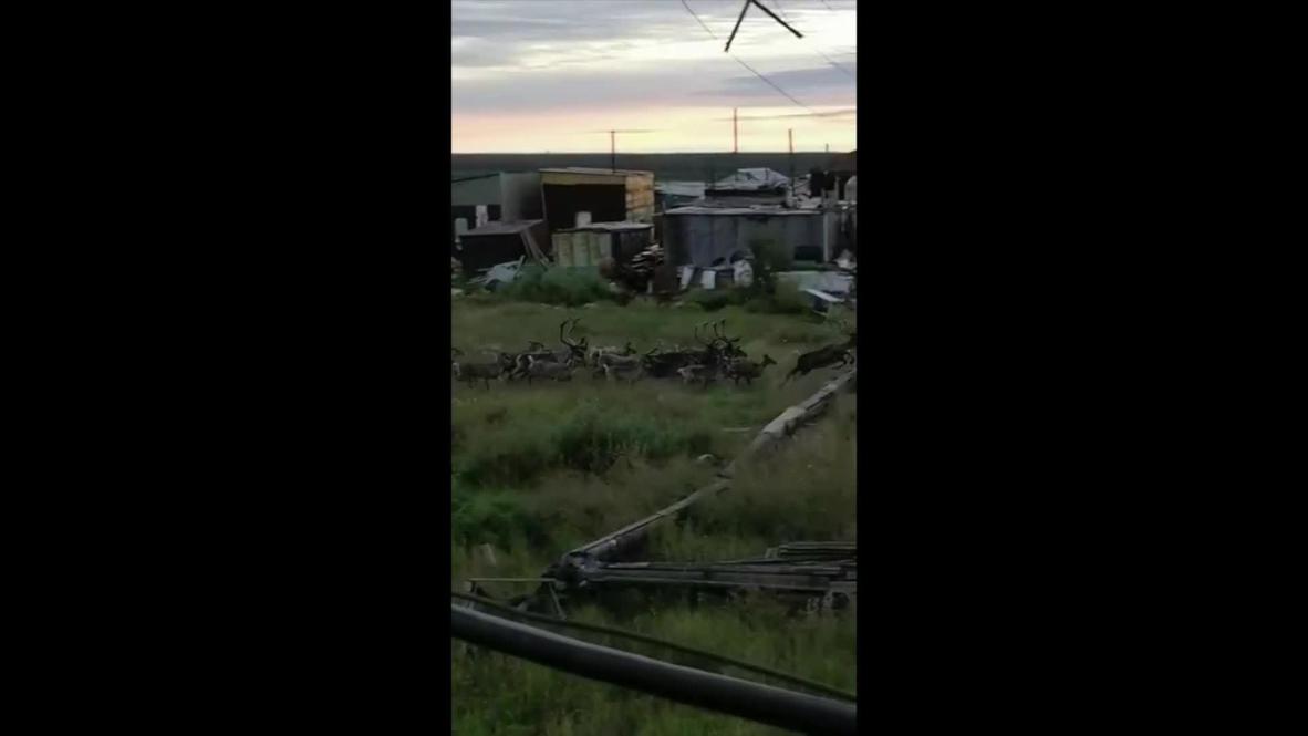 Десятки диких оленей устроили “набег” на поселок в Красноярском крае