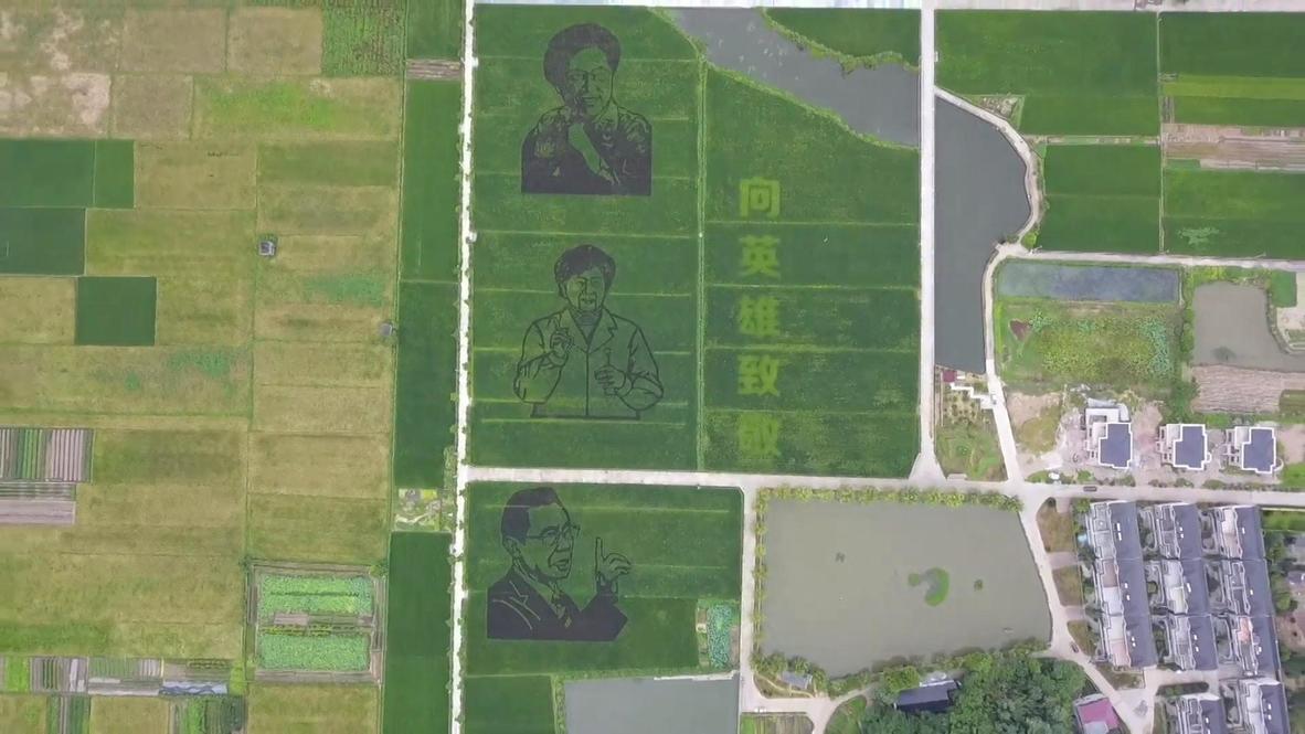 Chinese farmers create rice field murals to honour medical experts in battle against COVID