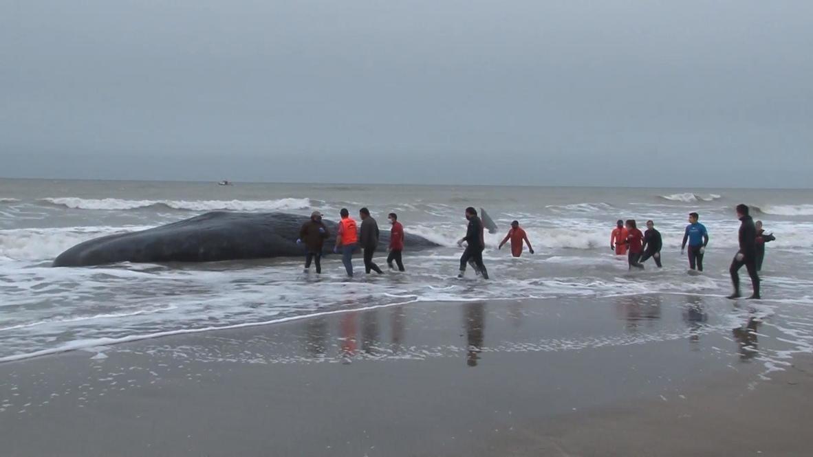 Argentina: Intento de rescate de una ballena varada en Santa Clara del Mar culmina sin éxito