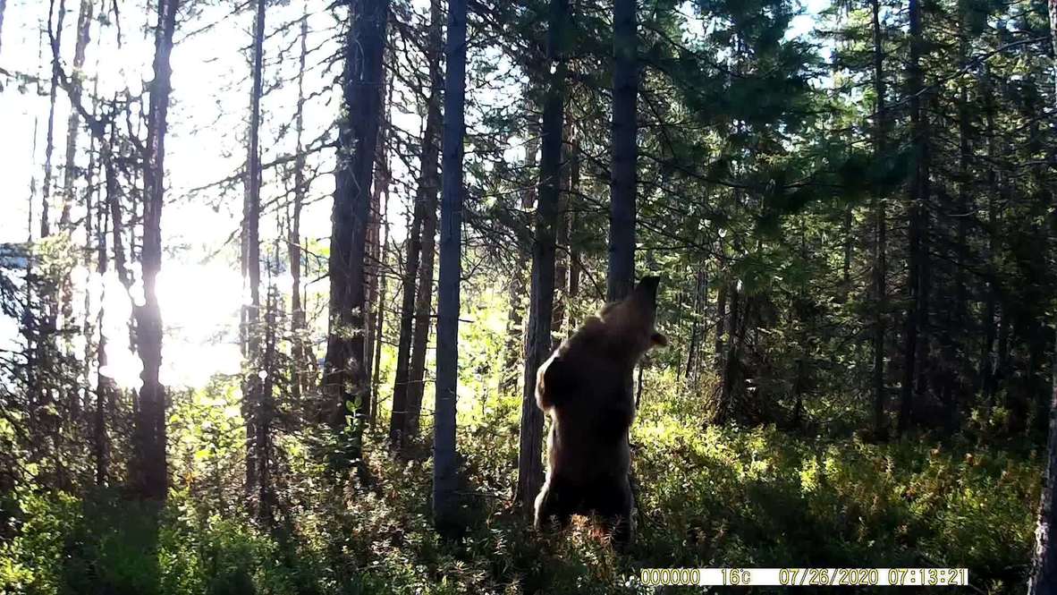 ¡Buen masaje! Cámara graba a un oso frotándose la espalda contra un tronco de pino