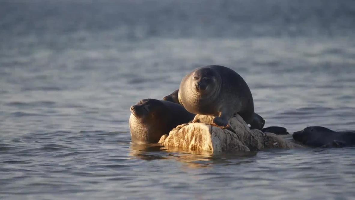 Watch hundreds of seals bask in the sun at Lake Baikal