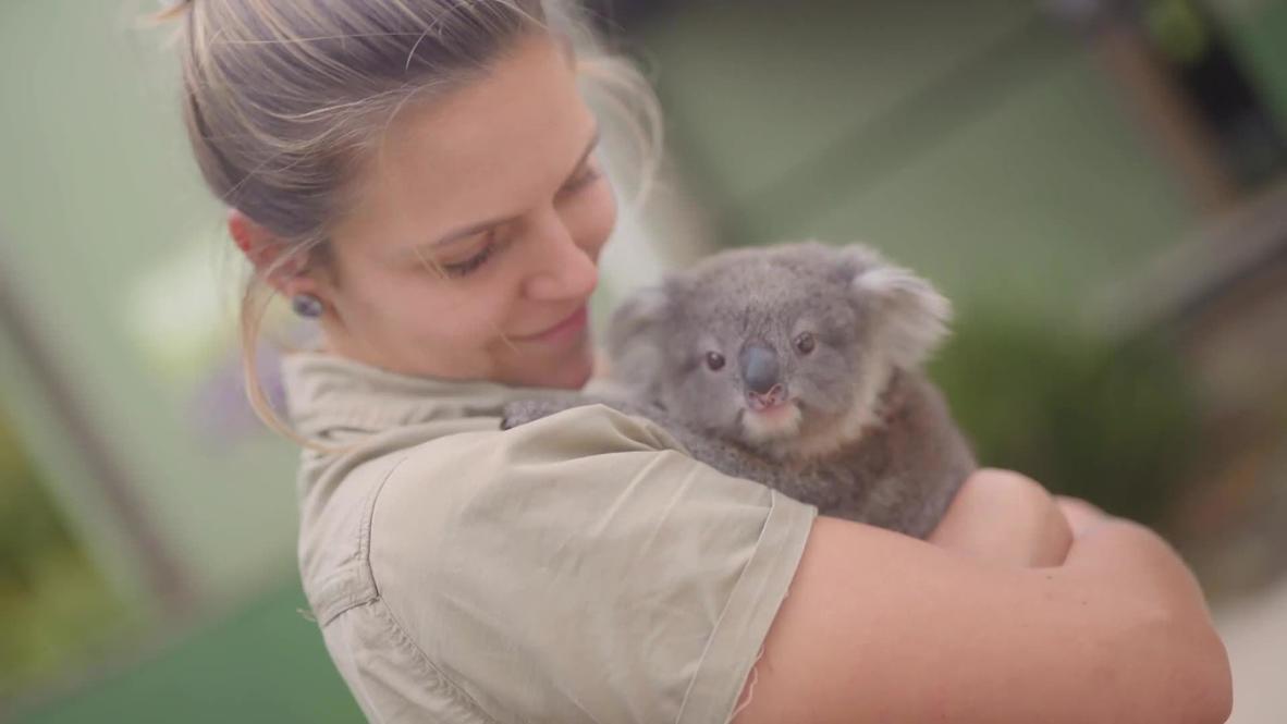 Koala joey cuddles with zookeeper for first time in NSW