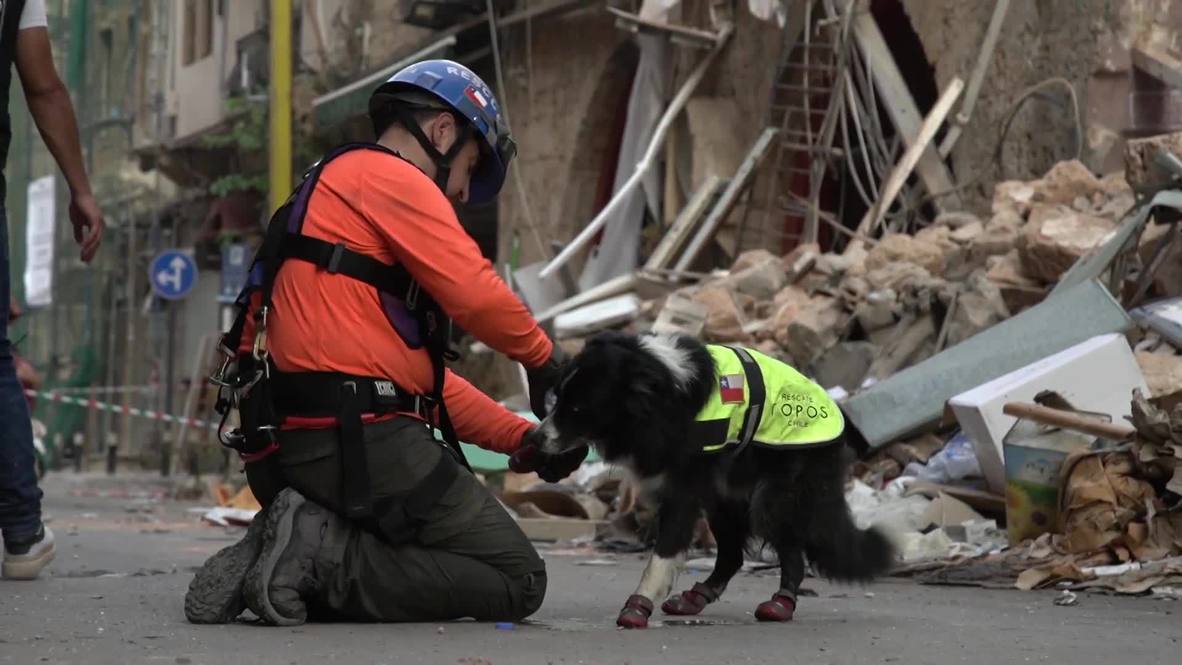Lebanon: Chilean rescue dog helps detect pulse under rubble a month after Beirut blasts