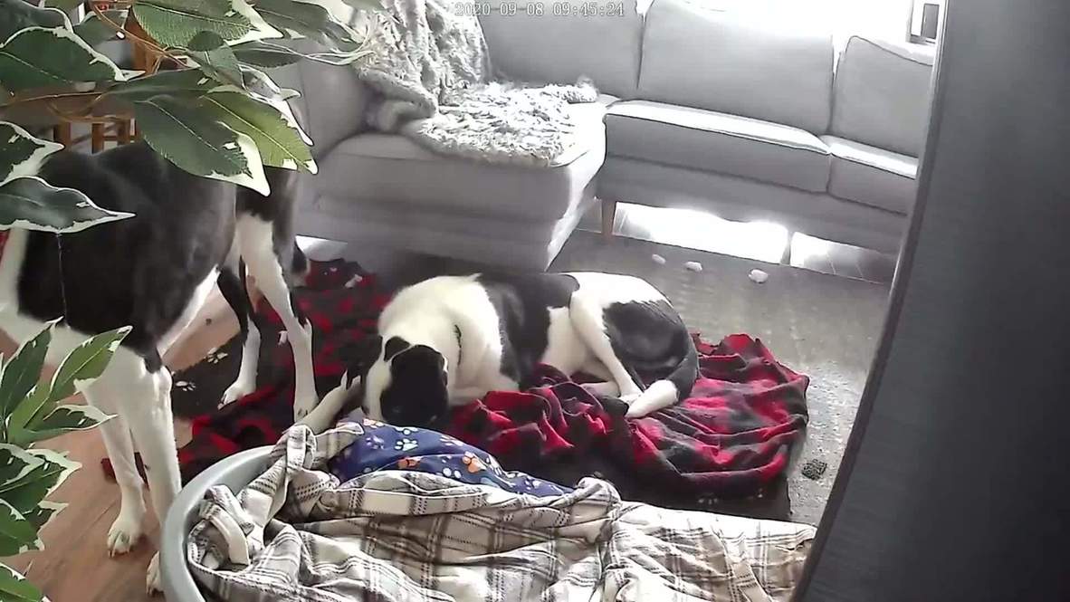 Reino Unido: Perros se ven sobresaltados por un terremoto de 3,3 grados de magnitud
