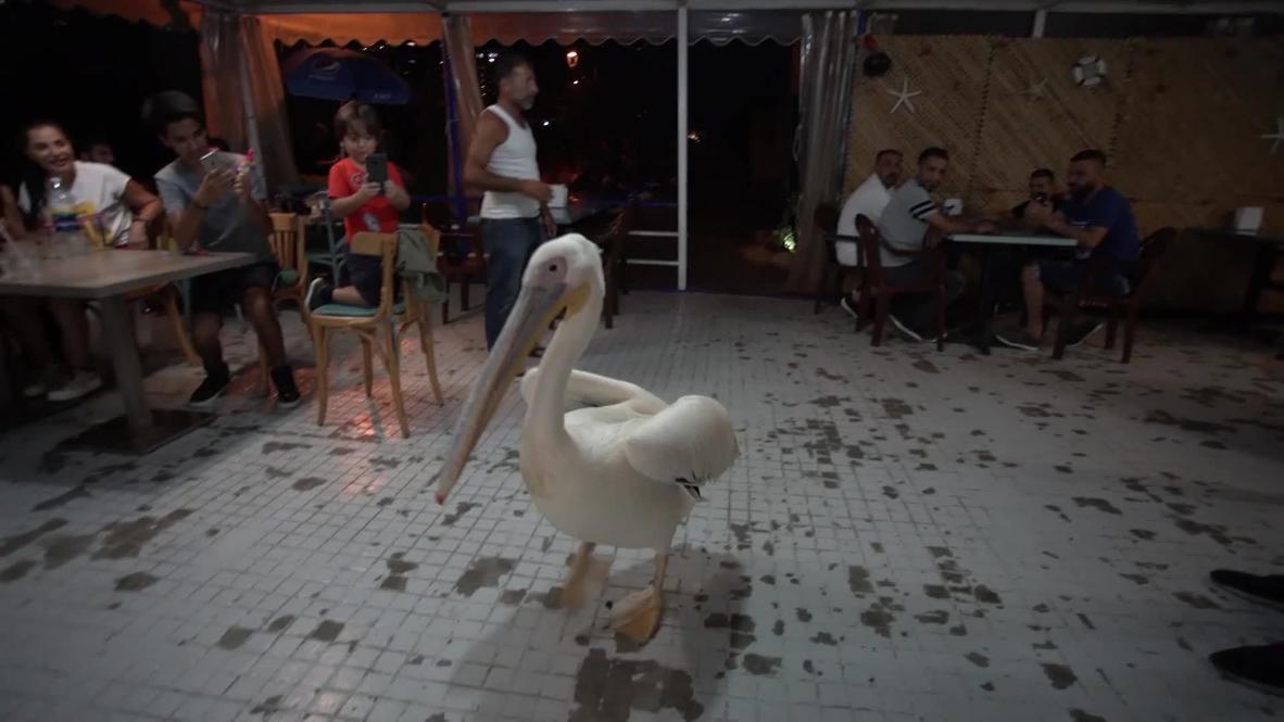 Meet 'Ovi' the pelican, the picky patron of a Beirut fish restaurant