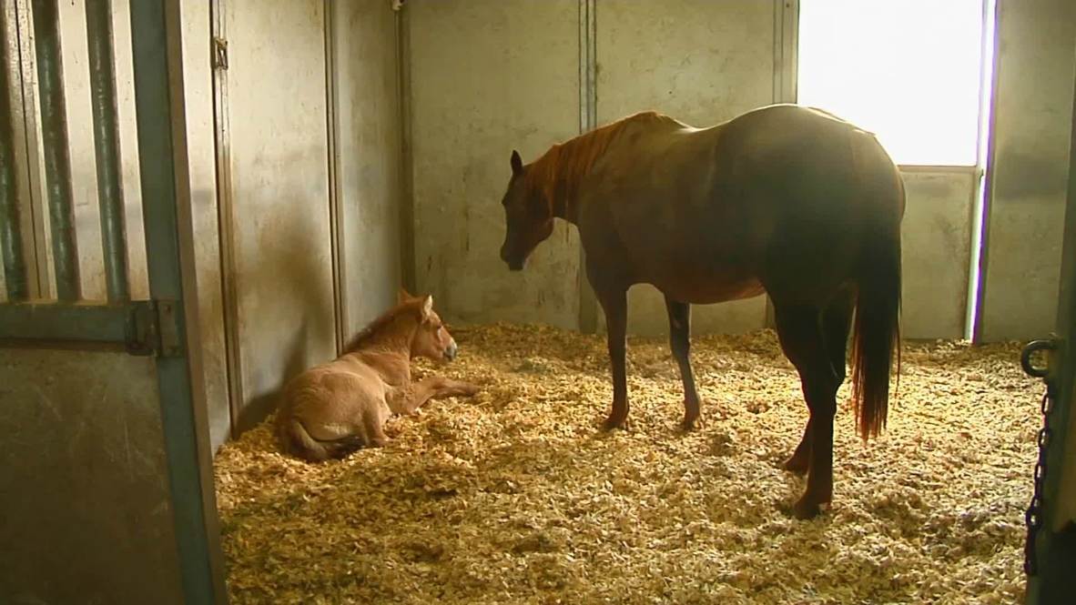 USA: Birth of cloned horse shines hope on future of endangered equines