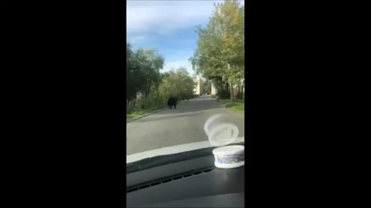 ¿Quién anda ahí? Un conductor capta a un oso adulto deambulando cerca de un colegio en Rusia