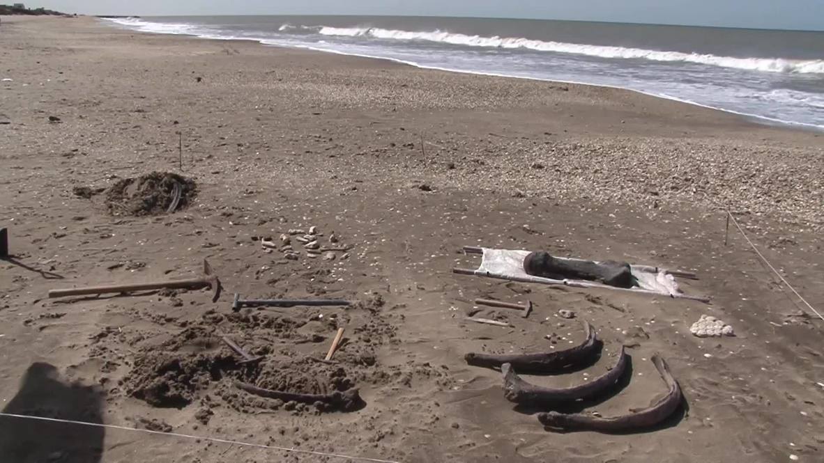 Argentina: Remains of prehistoric megafauna found in Mar Chiquita