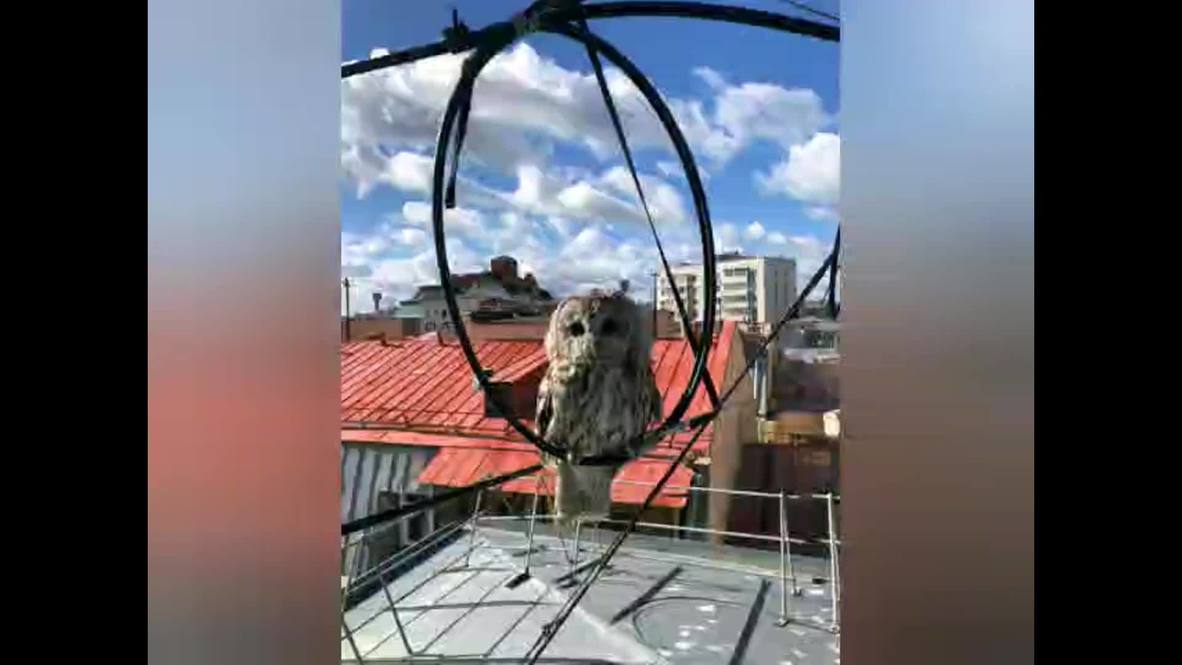 Rescatan un búho atrapado en los cables del techo de una casa en el centro de Moscú