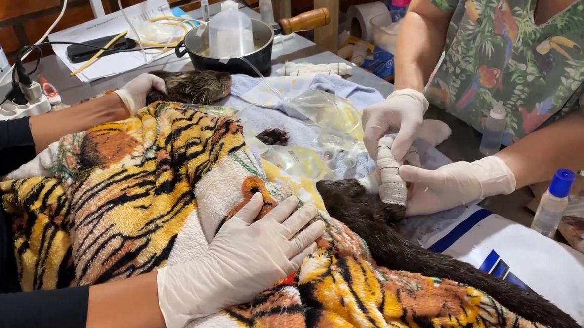 البرازيل: أطباء بيطريون يعالجون الحيوانات الهاربة من حرائق الغابات في بانتانال
