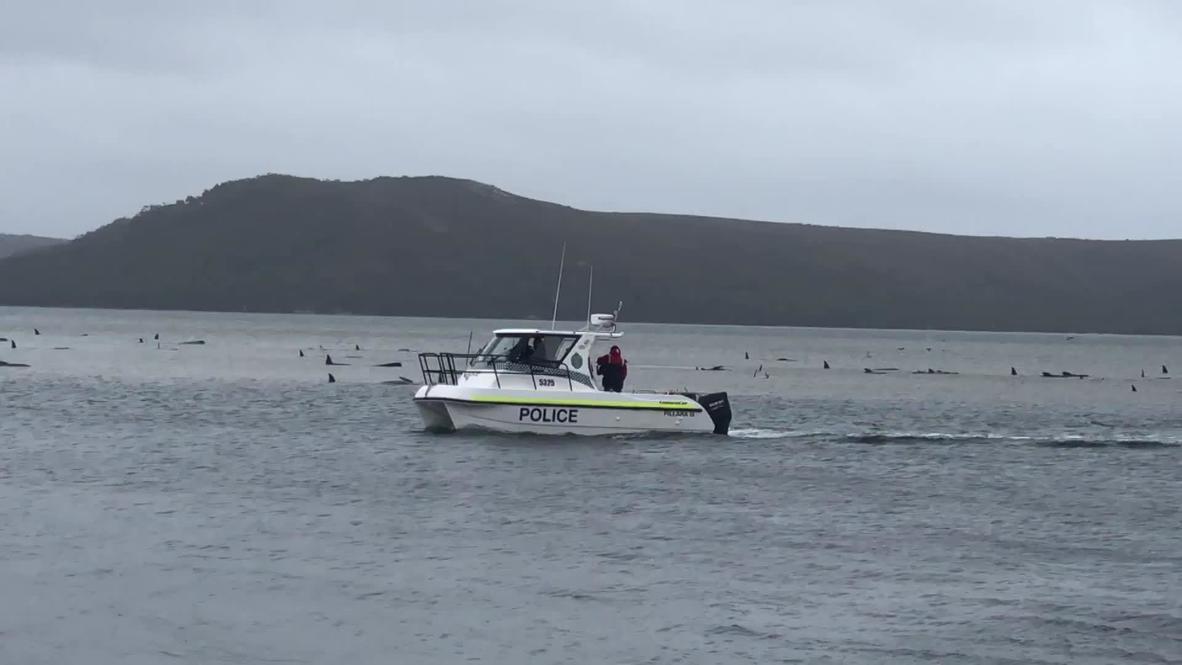 Australia: Rescue effort underway for hundreds of whales stranded off Tasmania