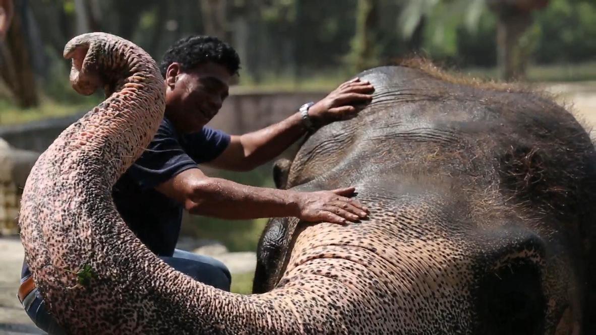 Kaavan, el 'elefante más solitario del mundo' comenzará una nueva vida en un santuario de animales de Camboya