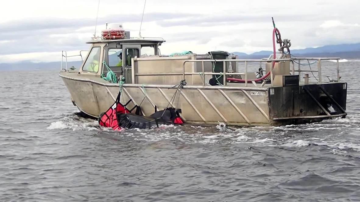 Australia:15 dead whales buried at sea after mass stranding in Tasmania