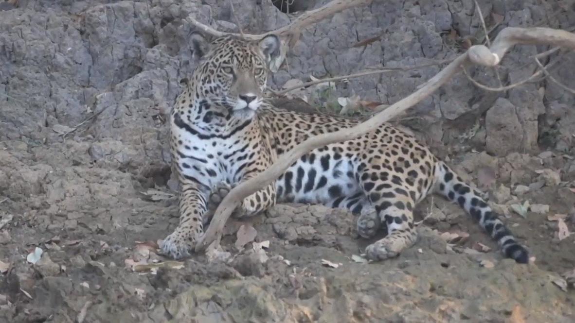 Brasil: Los animales se enfrentan al hambre y a la sed en el Pantanal tras los incendios