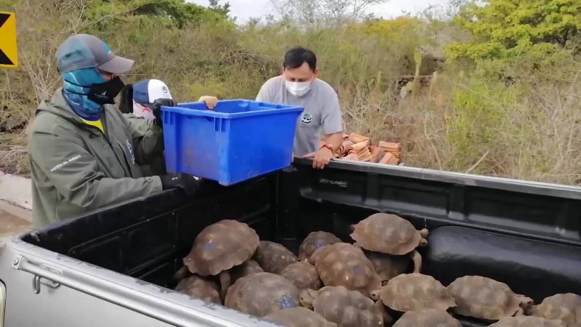 Ecuador: 36 Galapagos giant tortoises reintroduced into the wild