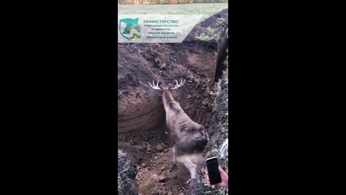 Russia: Moose rescued with excavator after being trapped in pipeline trench