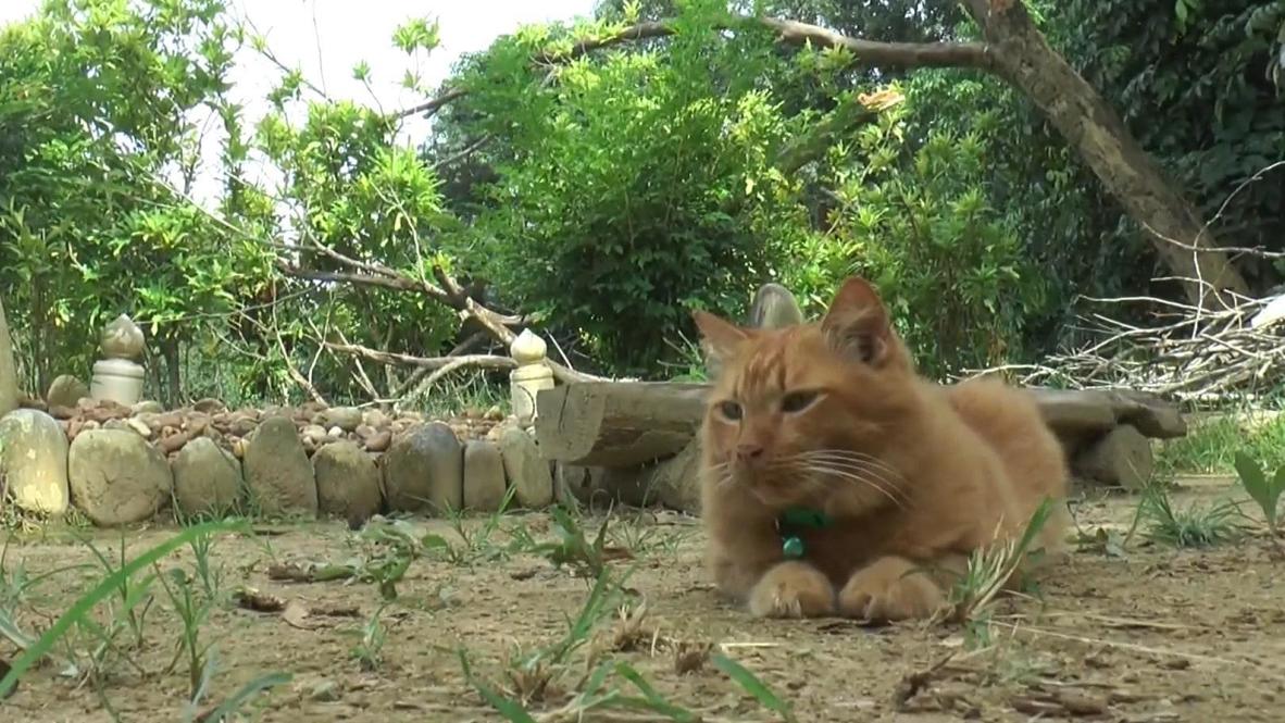 Unbreakable bond - cat in Malaysia visits owner's grave every day for two years