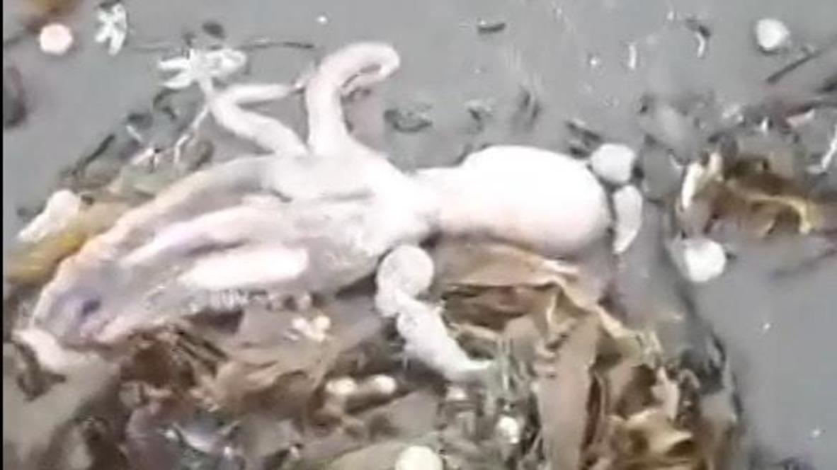 Rusia: Playas convertidas en cementerios de fauna marina y surfistas intoxicados por contaminación