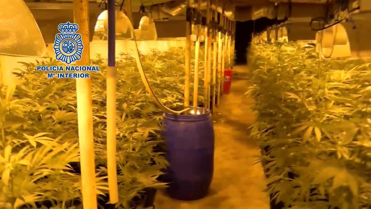 España: Desmantelada la mayor plantación subterránea de marihuana hasta la fecha