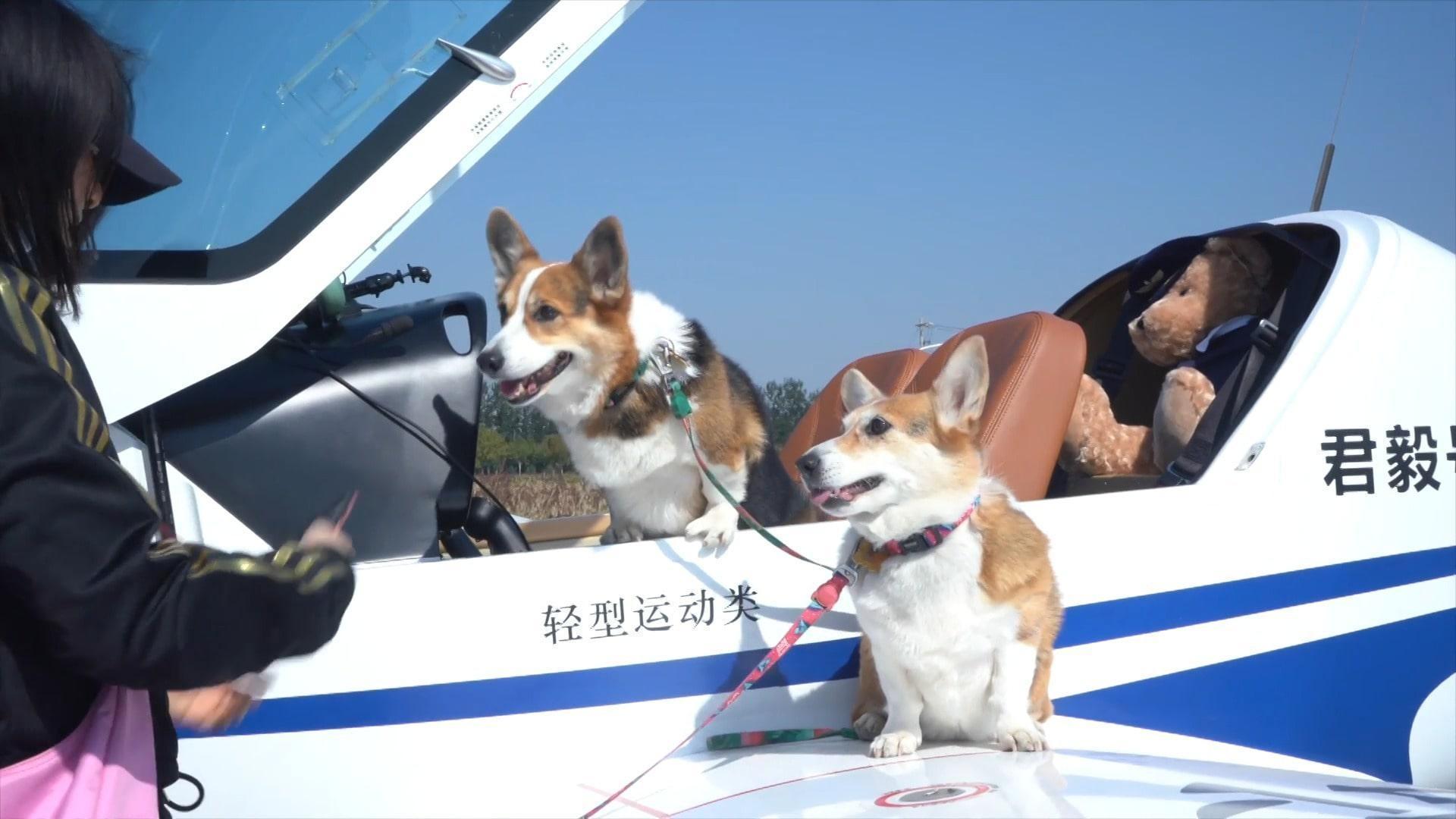 Dogs on a plane! Owner takes on flight of their life over