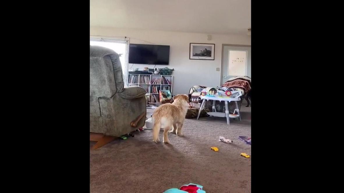 USA: 7.5 magnitude earthquake rattles Cold Bay home with dogs