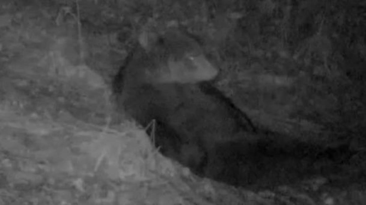 Rusia: Oso pardo es grabado en la noche mientras descansa antes de hibernar
