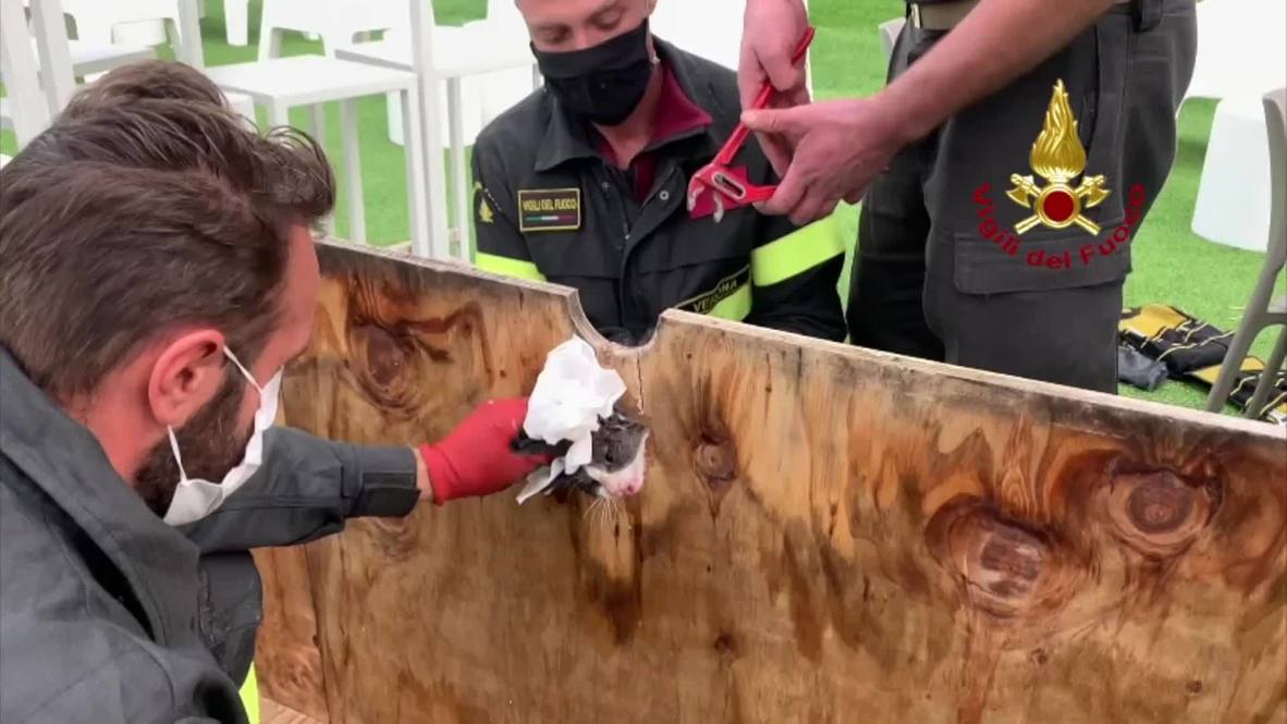Italy: Verona firefighters save kitten with head stuck in hole