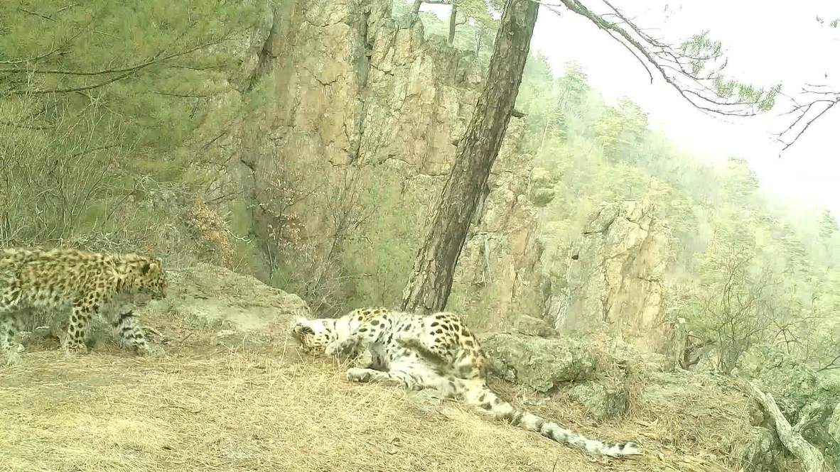 Иди поцелую. На видео попали объятия самки леопарда и ее котенка