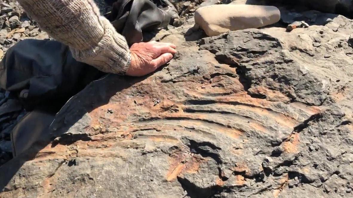 Rusia: Colegial descubre los restos de un reptil gigante de 247 millones de años