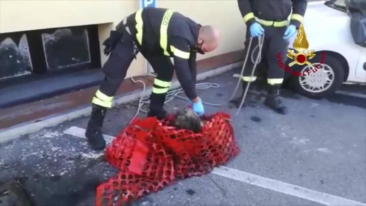 Italy: Blind dog rescued by firefighters after falling into septic tank near Bergamo