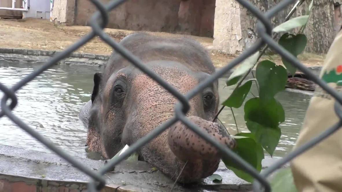 'World's loneliest elephant' given send-off party as he leaves Pakistan for new home in Cambodia