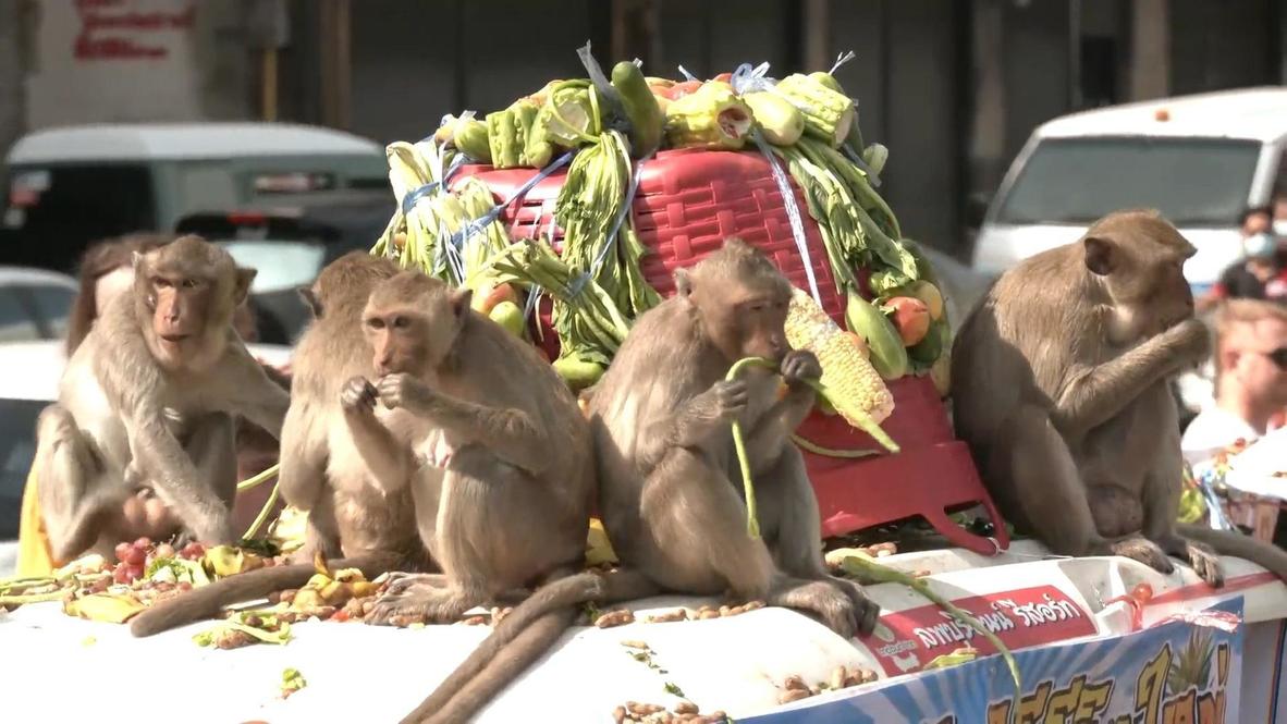 Thailand: Primates go ape for the Monkey Buffet Festival