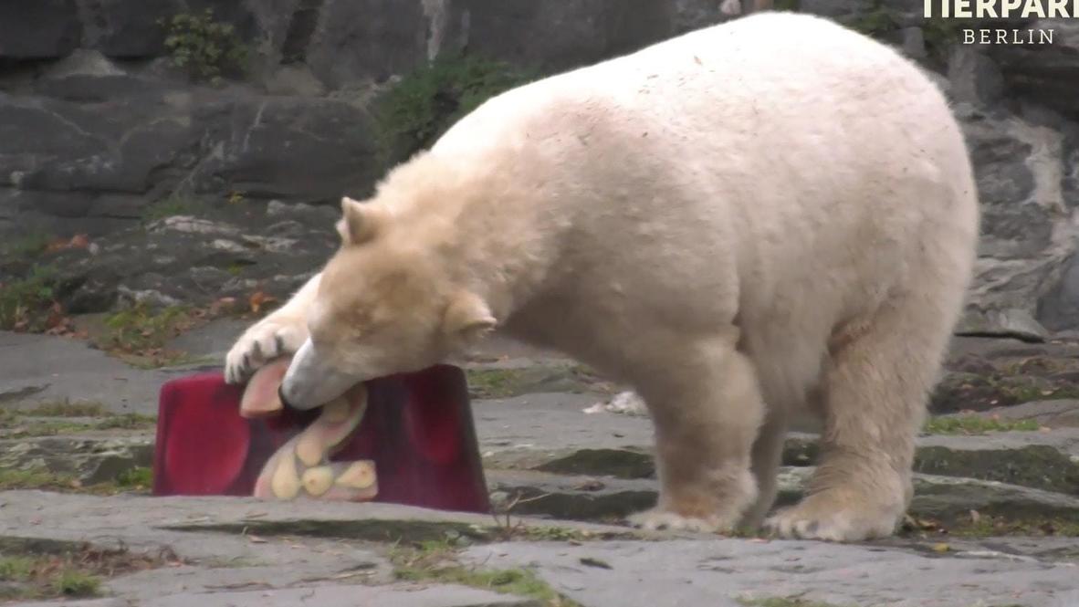Alemania: La osa polar Hertha celebra su segundo cumpleaños con una tarta especial en el zoo de Berlín