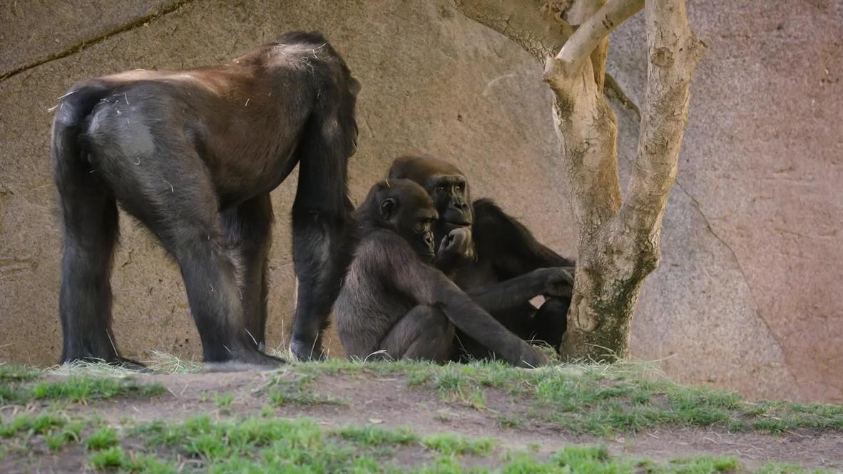 USA: Gorillas test positive for COVID-19 at San Diego Zoo