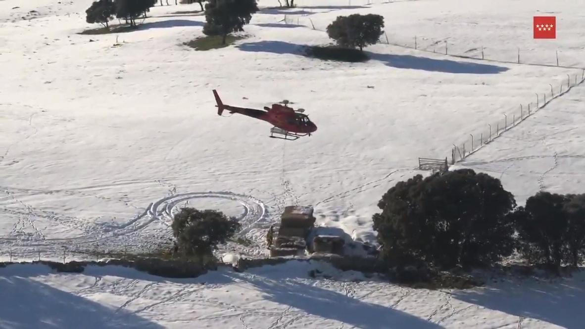 Spain: Firefighters drop food to animals at snow-covered farms from helicopter