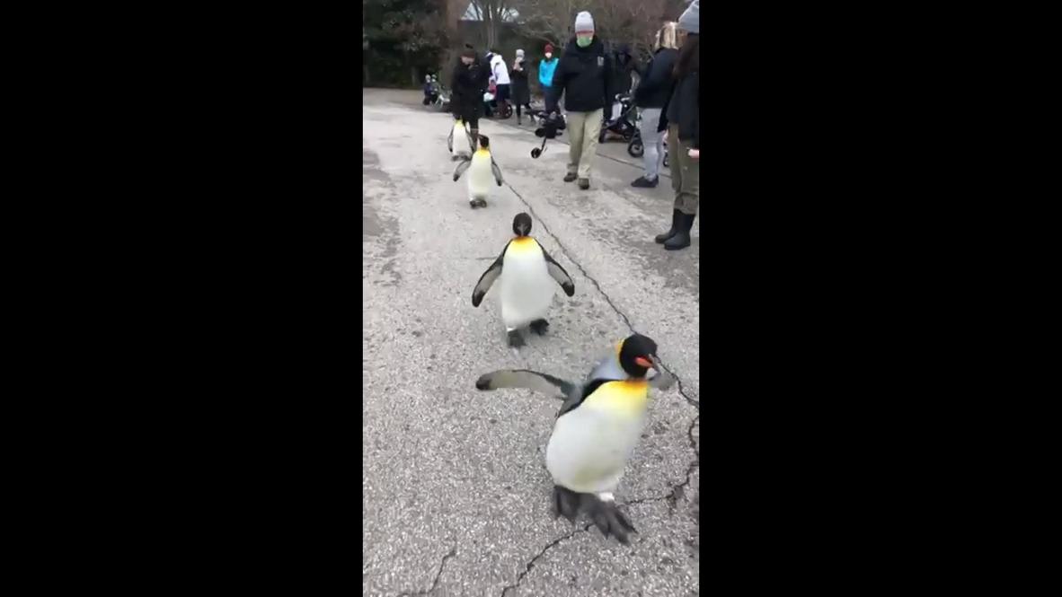 March of the Penguins! King penguins from Cincinnati Zoo enjoy ice day out