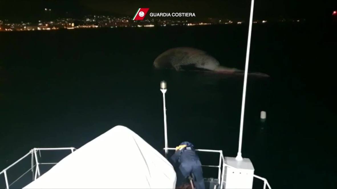 Italy: Coast guard patrol boat tows whale carcass to Naples after discovery near Sorrento