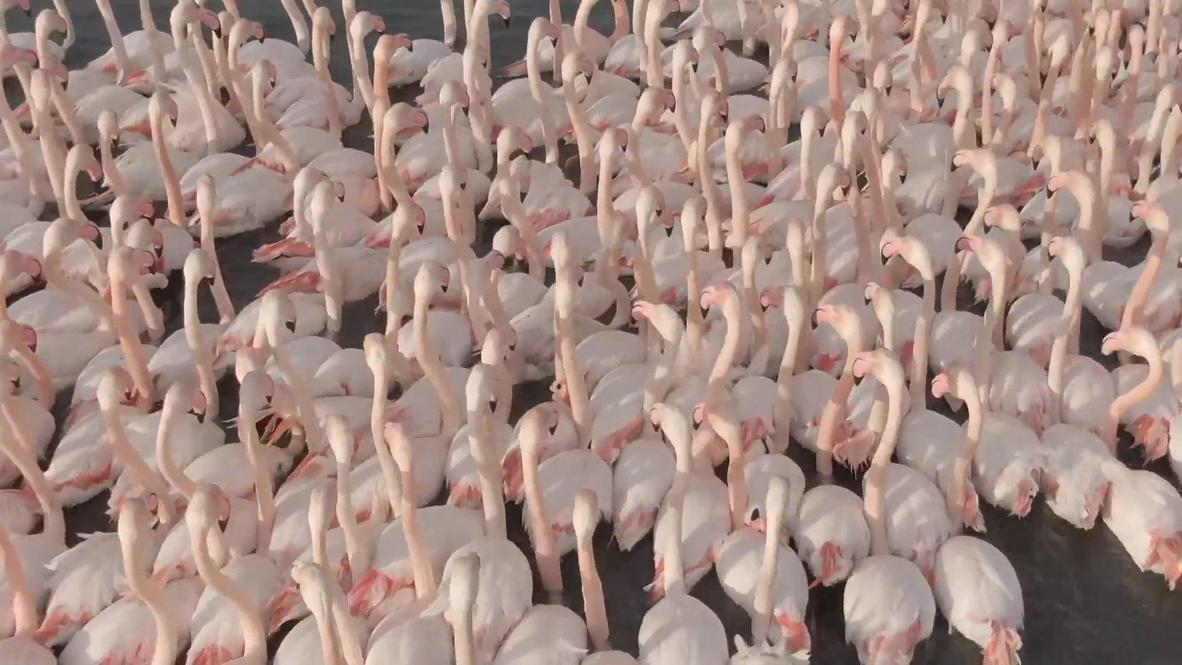 مشاهد خلابة لأسراب من طيور النحام الوردية في حضن بحيرة بإزمير التركية