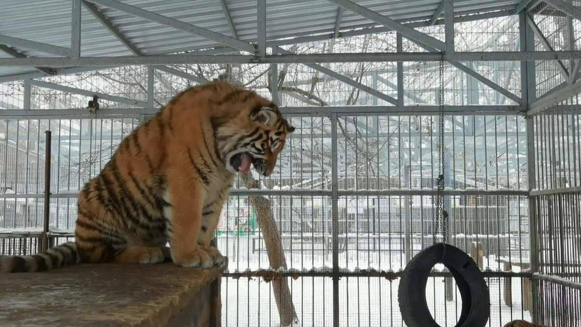 Russia: Tiger from Barnaul zoo attracts staff's attention by 'singing' songs