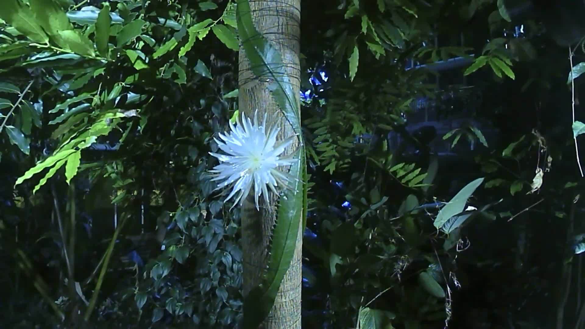 Watch Mesmerising Cambridge Moonflower Bloom And Die In Just Several Hours Time Lapse Video Ruptly