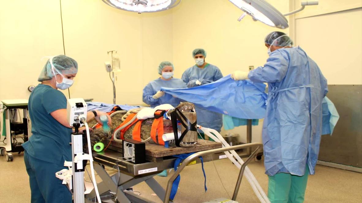 USA: 154-kg crocodile undergoes surgery to remove shoe from stomach in Florida